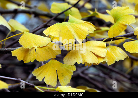 Ginkgo Biloba Pendel Herbst herbstliche Winter Closeup selektiven Fokus Gold goldene gelbe Laub Laub Blätter Bäume Farbe Stockfoto