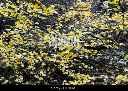 Ginkgo Biloba Pendel Herbst herbstliche Winter Closeup selektiven Fokus Gold goldene gelbe Laub Laub Blätter Bäume Farbe Stockfoto