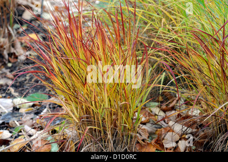 Panicum Virgatum Rotstrahlbusch Ziergräser Rasen Laub Blätter Pflanze Porträts Stauden Winter frostig weiß matt Stockfoto