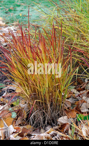 Panicum Virgatum Rotstrahlbusch Ziergräser Rasen Laub Blätter Pflanze