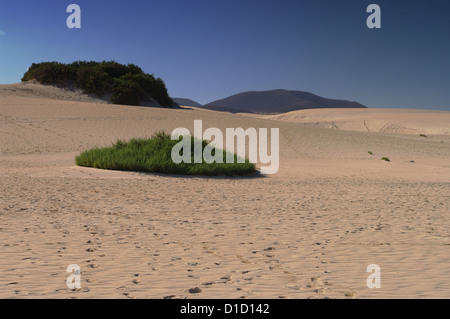 Grass-Cluster auf Sanddünen von Corralejo, Fuerteventura Insel am 25. Oktober 2011. Kanarische Inseln, Spanien. Stockfoto