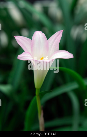 Fadjar rosa Zephyranthes Rosea Regen-Lilie Fairy Lily blühen Blüte eine Einzelblüte rosa weiße Blüte Stockfoto