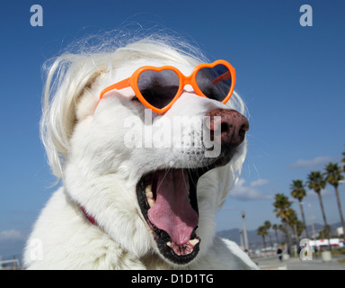 Weißer Schäferhund mit Sonnenbrille am Strand in Südkalifornien Stockfoto