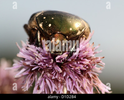 Makro-Bild eines grünen Rose Chafer Käfers (Cetonia Aurata) Fütterung auf eine Distel Blume Stockfoto