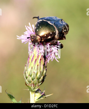 Makro-Bild eines grünen Rose Chafer Käfers (Cetonia Aurata) Fütterung auf eine Distel Blume Stockfoto