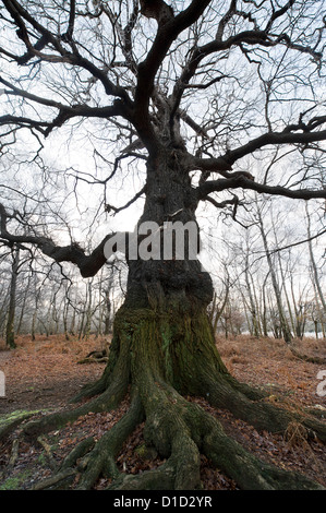 Eine alte Buche in Thorndon Park Stockfoto