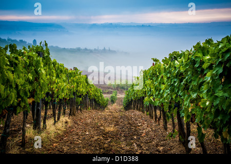 toskanischer Morgen Stockfoto