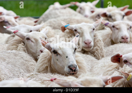 Osten friesische Milchschafe (Deutsches Friesisches Milchschaf), in der Nähe von Masterton, Wairarapa Region, Nordinsel, Neuseeland. Stockfoto