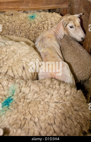 Merino-Schafe in Holding Pen nach Shearing und National Museum of Sheep Shearing, Masterton, Neuseeland, Nordinsel. Stockfoto