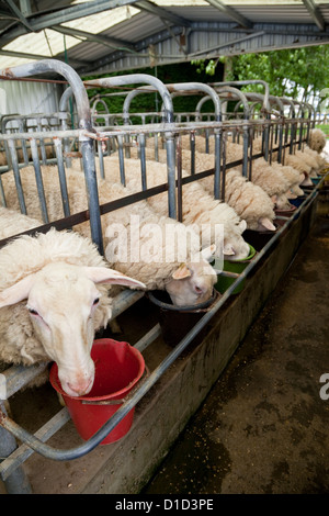 Osten friesische Milchschafe an Fütterung Station, in der Nähe von Masterton, Wairarapa Region, Nordinsel, Neuseeland. Stockfoto