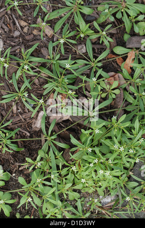 Grüne Carpetweed, Mollugo verticillata Stockfoto