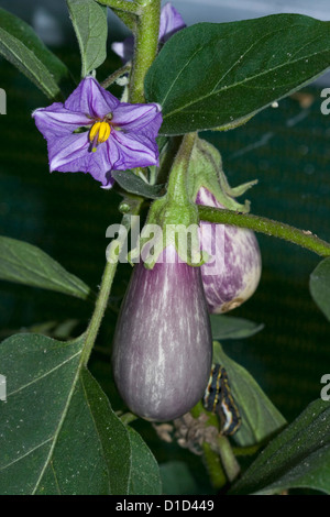 Hell lila Blüten, Smaragd grünen Laub und lange lila Frucht des Ei - Aubergine - Pflanzenbau auf Bauernhof oder im heimischen Garten Stockfoto