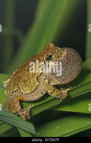 Graue Laubfrosch, Hyla versicolor, Gesang. Stockfoto