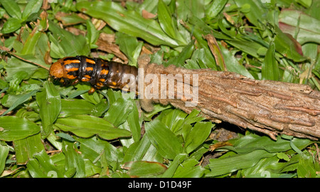 Fall Falter Raupe - Metura Elongatus / Oiketicus Elongatus (Saunders Fall Nachtfalter), die aus seinen Unterschlupf Stockfoto