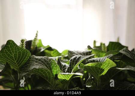 Eine Fittonia albivenis, auch als Mosaik Anlage in einem Fenster in der Sonne bekannt. Stockfoto