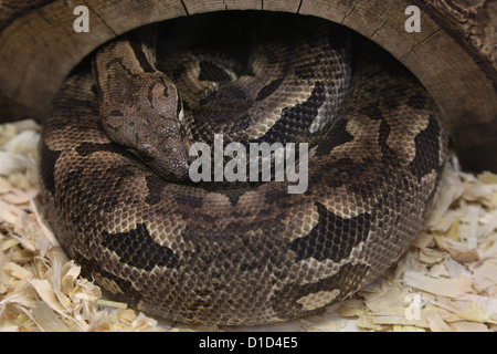 Eine Python-Schlange zusammengerollt in einem Käfig. Stockfoto