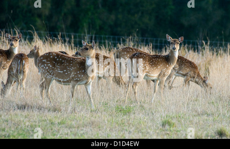 Herde von chital Rotwild - junge Frauen - im Wildgehege Stockfoto