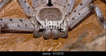 Spinne - Holconia Immanis - Nahaufnahme des Gesichts der australischen Spinne Stockfoto