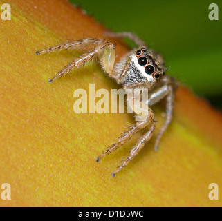 Spinne mit großen schwarzen Augen auf Blatt der Bromelie im Regenwald-Garten in Australien Stockfoto