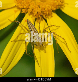 Spider - Oxyoped Arten - eine australische Spinne mit markanten braunen Streifenmuster - auf Blütenblätter gelben Blume Stockfoto