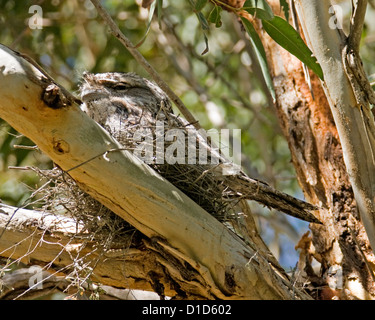 Australische Vogel, Tawny Frogmouth, ein Strigoides am Nest getarnt unter hoher Äste eines Baumes native Gum in küstennahen Wäldern Stockfoto