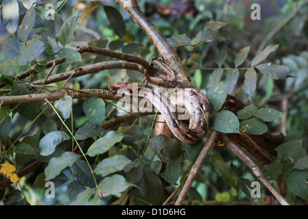Ein Python in einem Baum in einem Zoo in den Dschungel in der Nähe von Puerto Vallarta, Mexiko. Stockfoto