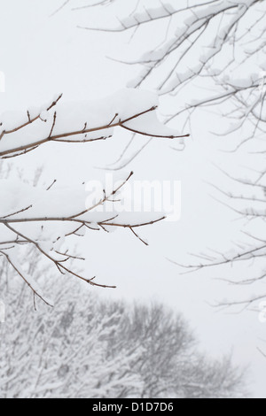 Zweige mit Schnee bedeckt, nach einem Schneesturm in Minneapolis. Stockfoto