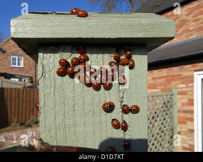 Eine Verliebtheit von 7 Fleck 'Coccinella septempunctata' Marienkäfer erwärmen sich auf einem sonnenbeschienenen Fencepost, Leicestershire, England, Großbritannien Stockfoto