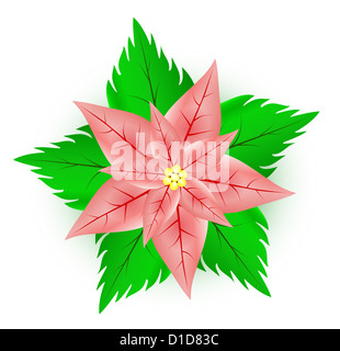 Weihnachtsstern Blume Stockfoto