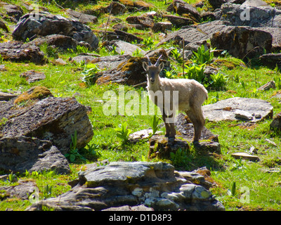 Bouquetin, Lac de Lioson, Kanton Waadt, Schweiz Stockfoto