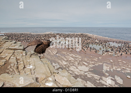 Gekerbten Caracara ausziehen vor einem Rockhopper-Pinguin-Kolonie Stockfoto