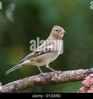 Eine wilde weibliche Buchfinken (Fringilla Coelebs) stehend auf einem Ast, soft-Fokus dunkelgrünem Laub Hintergrund Stockfoto