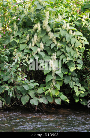 Japanischer Staudenknöterich - Fallopia Japonica Invasive alien am Flussufer Pflanze durch Fluss Usk, Wales Stockfoto