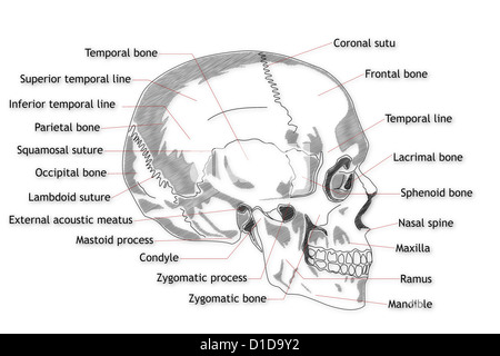 Menschlicher Schädel-Struktur Stockfoto