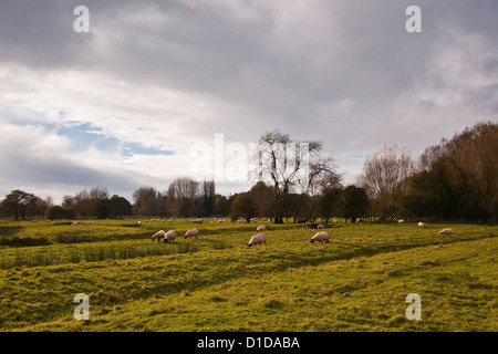 Die West Harnham Wasser Wiesen am Rande von Salisbury. Stockfoto