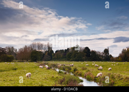 Die West Harnham Wasser Wiesen am Rande von Salisbury. Stockfoto