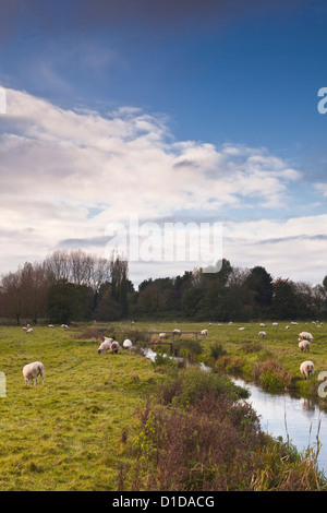 Die West Harnham Wasser Wiesen am Rande von Salisbury. Stockfoto