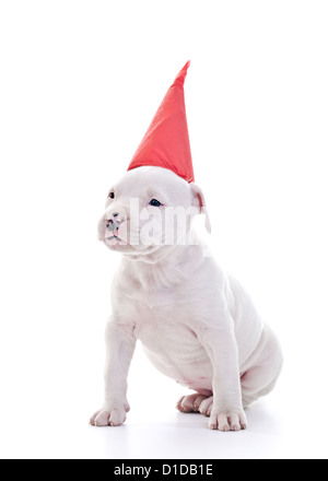 Amerikanischer Staffordshire-Terrier Hund Welpen mit roten Partei Mütze, sitzen Stockfoto