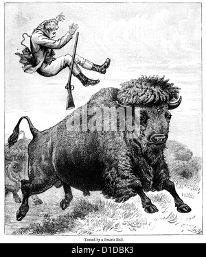 Viktorianische Gravur eines Mannes geworfen durch einen amerikanischen Bison, 1897 Stockfoto