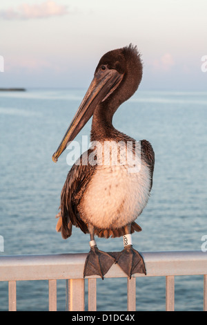 Juvenile Brown Pelican thront auf Edelstahl-Geländer der Angelsteg über dem Golf von Mexiko in Cedar Key, Florida Stockfoto