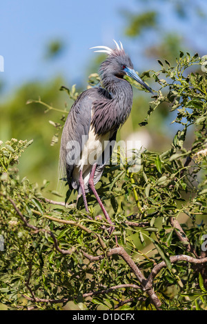 Dreifarbigen Heron (Egretta Tricolor) thront auf Baum in St. Augustine Alligator Farm Zoological Park, St. Augustine, Florida Stockfoto