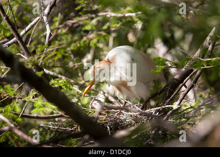 Kuhreiher (Bubulcus Ibis) sitzen im Nest an der St. Augustine Alligator Farm Zoological Park, St. Augustine, Florida Stockfoto