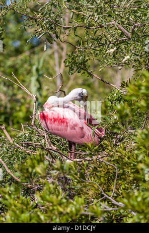 Rosige Löffler (Platalea Ajaja) thront im Baum in St. Augustine Alligator Farm Zoological Park in St. Augustine, Florida Stockfoto