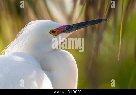 Snowy Silberreiher (Egretta unaufger) mit Gefieder thront auf Baum in St. Augustine Alligator Farm Zoological Park, St. Augustine, Florida Stockfoto