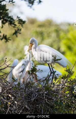 Silberreiher (Ardea Alba) Fütterung Küken im Nest an der St. Augustine Alligator Farm Zoological Park Rookery in Florida Stockfoto