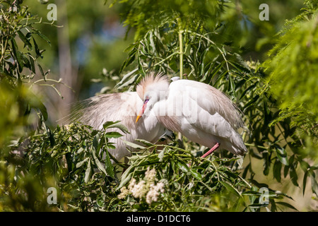 Kuhreiher (Bubulcus Ibis) im Gefieder thront im Baum in St. Augustine Alligator Farm Zoological Park, St. Augustine, Florida Stockfoto