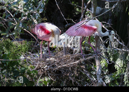 Paar rosige Löffler (Platalea Ajaja) Gebäude nisten in St. Augustine Alligator Farm Zoological Park in Florida Stockfoto