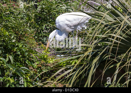 Großer Reiher (Ardea Alba) weiße Reiher am Nest mit Eiern in St. Augustine Alligator Farm Zoological Park Rookery in Florida Stockfoto