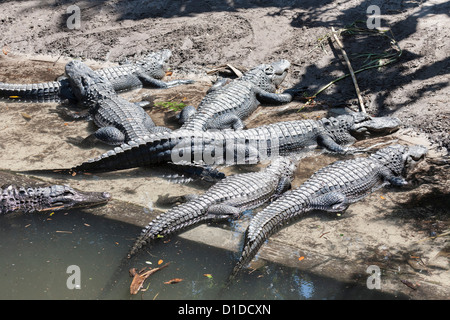 Amerikanischen Alligatoren (Alligator Mississippiensis) auf dem Display an der St. Augustine Alligator Farm Zoologie Park in Florida Stockfoto