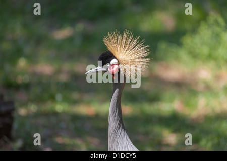 Leiter einer Grau gekrönter Kran (Balearica Regulorum) in St. Augustine Alligator Farm Zoological Park in Florida Stockfoto